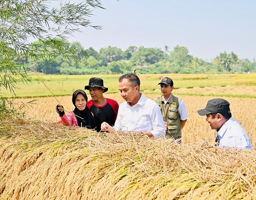bey-petani-6196632-4623998-jpeg