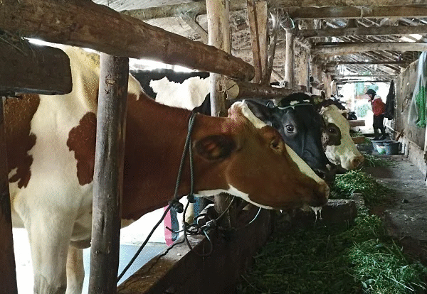 sapi-pangalengan-9703047-5719690-png