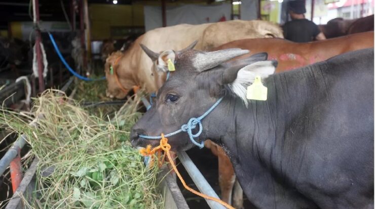 rbjam9okkk-1-9378370-5049642-jpg