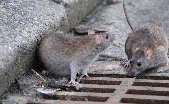 tikus-2-7662441-8439430-jpeg