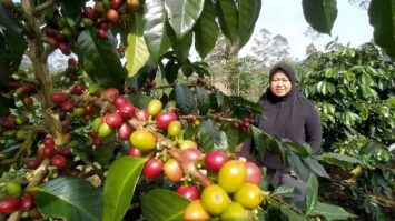 kopi-kab-bandung-4383368-7396051-jpg