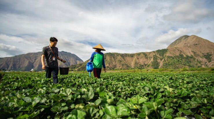 peringati-hari-tani-nasional-bri-perkuat-dukungan-bagi-sektor-pertanian-melalui-akses-pembiayaan-dan-pemberdayaan-inklusif-4309463-4308651-jpeg